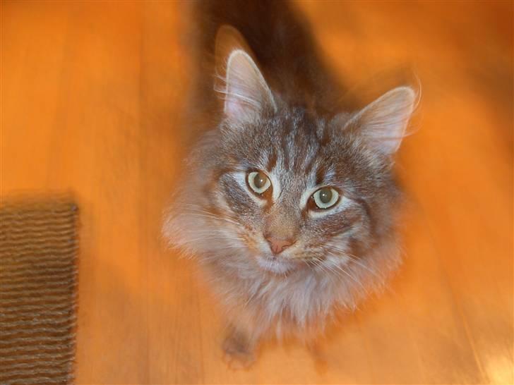 Norsk Skovkat Mini-Mis og Mis-Baby - Mini-Mis....ígen....:o) billede 3