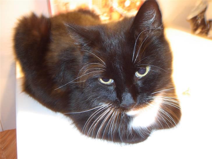 Norsk Skovkat Mini-Mis og Mis-Baby - Mis-Baby er en almindelig  huskat billede 4