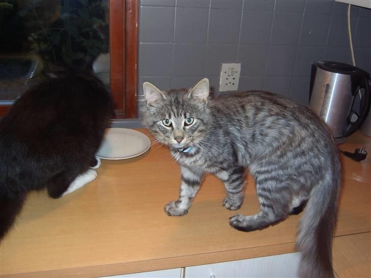 Norsk Skovkat Mini-Mis og Mis-Baby - Her er de så begge to billede 5