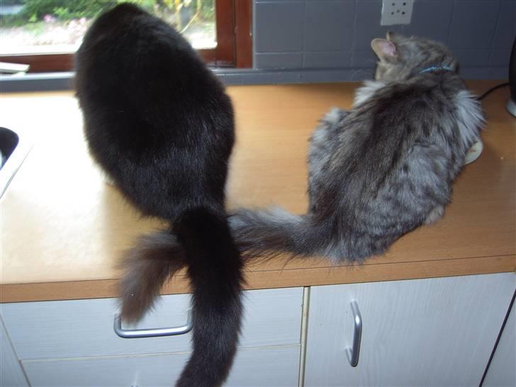 Norsk Skovkat Mini-Mis og Mis-Baby - Så spises på kryds....:o) billede 6