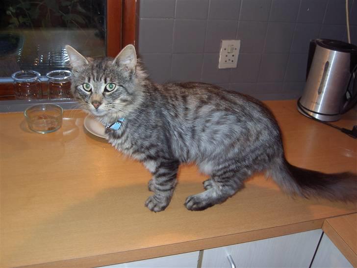 Norsk Skovkat Mini-Mis og Mis-Baby - Hey der.....:o) billede 7