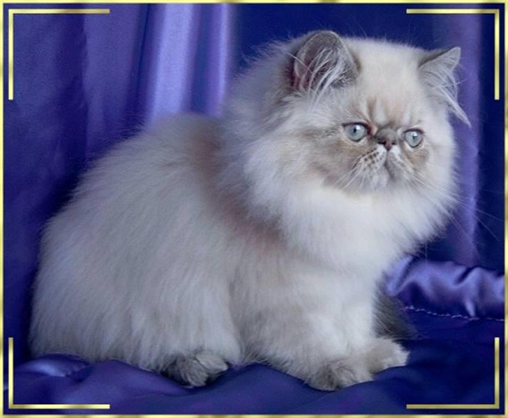 Colorpoint Dolly - Solgt - Min Smukke Mis billede 1