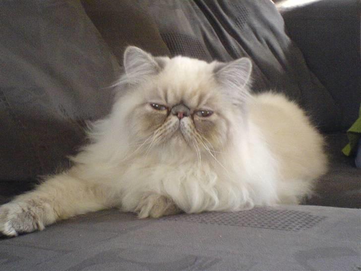 Colorpoint Dolly - Solgt billede 2