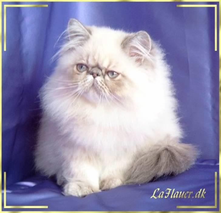 Colorpoint Dolly - Solgt billede 3