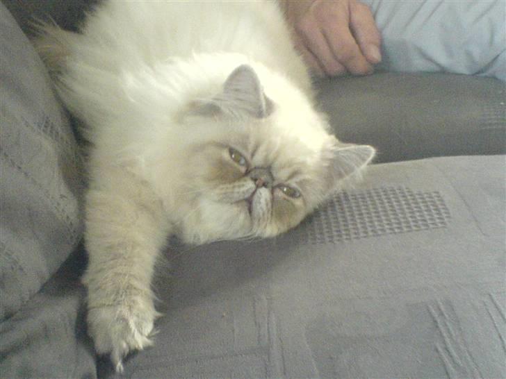 Colorpoint Dolly - Solgt billede 4