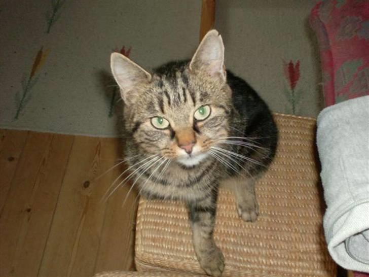 Huskat mis - min lille skat, hun kan godt lide man tager billeder af hende<3 billede 1