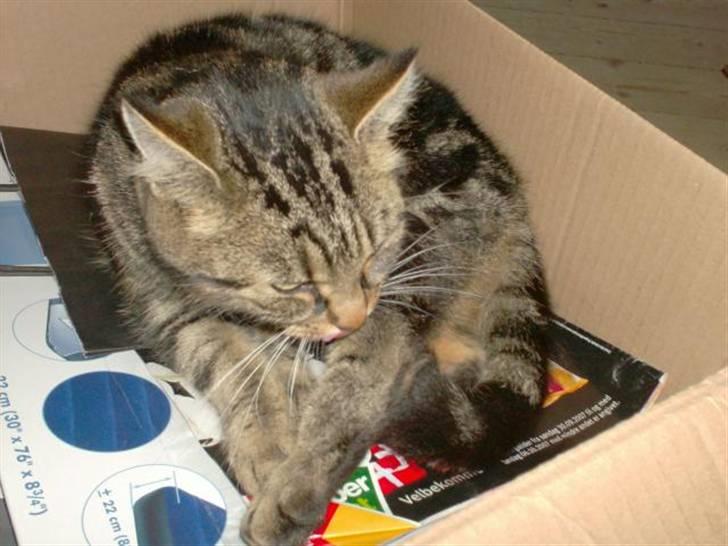 Huskat mis - man skal jo vaskes.... billede 3