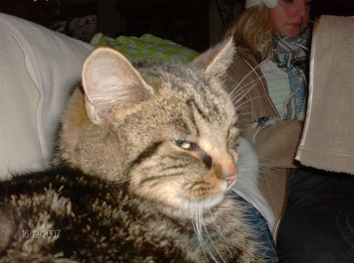 Huskat mis - fint hovede<3 billede 5