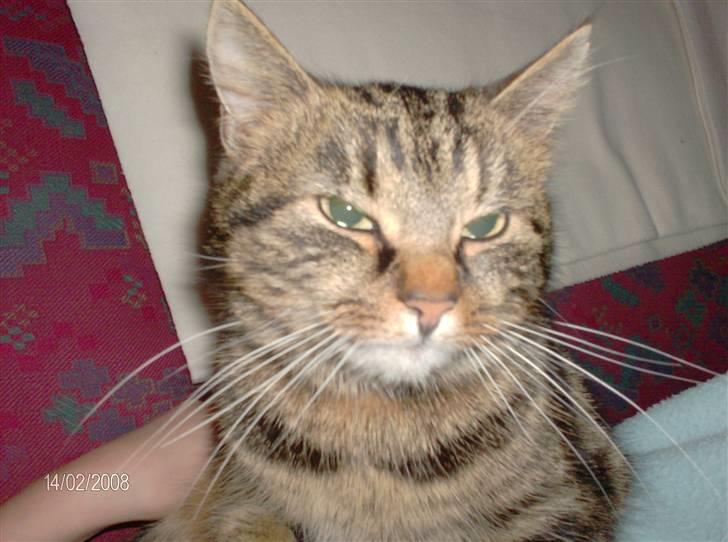 Huskat mis - du så sød.... billede 6