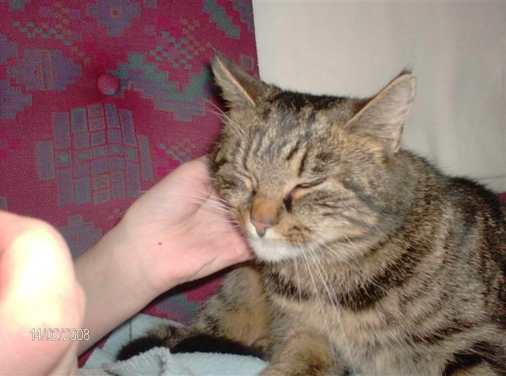 Huskat mis - uhh det dejligt at blive kløet billede 7