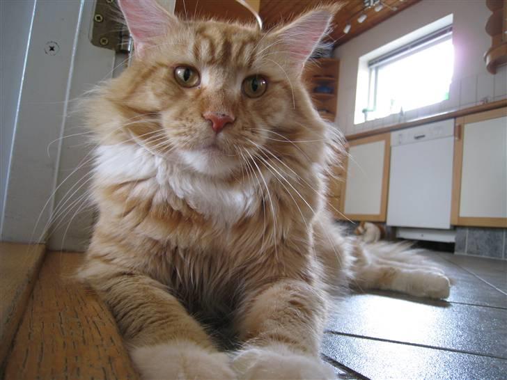 Maine Coon Odin - Jeg er næsten en løve :P billede 1