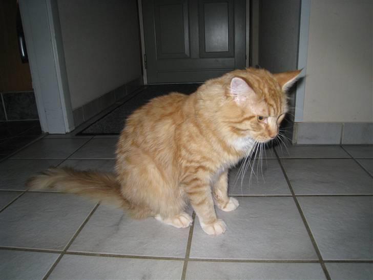 Maine Coon Odin - Jaah? billede 2