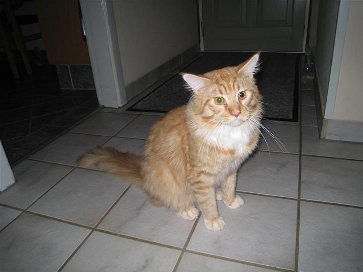 Maine Coon Odin - Kunne være bedre! billede 3