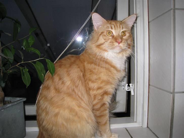 Maine Coon Odin - Flotte missen billede 4