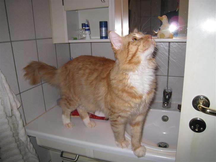 Maine Coon Odin - Her er mit yndlings sted, badeværelset :P billede 5
