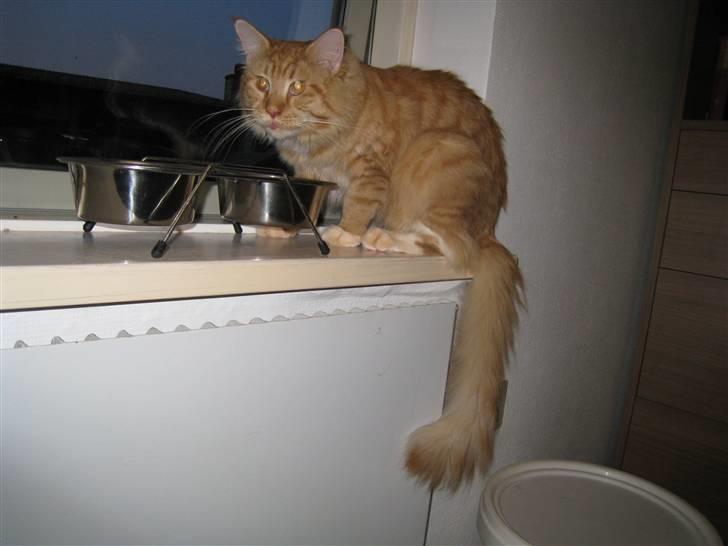 Maine Coon Odin - Jeg kan vældig godt lide min madskål. billede 6