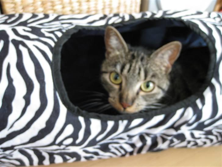 Huskat Mille billede 10