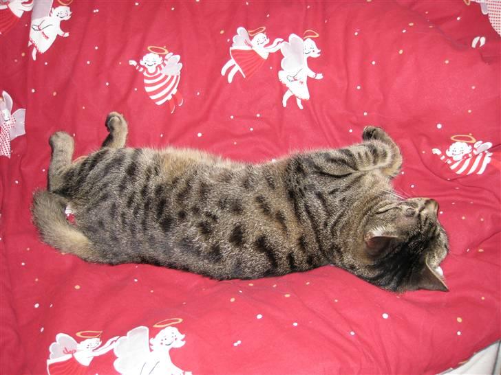 Huskat Mille billede 11