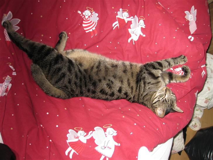 Huskat Mille billede 12