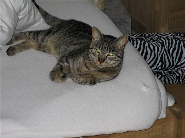 Huskat Mille billede 13