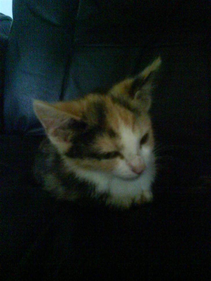 Huskat mille:) billede 9