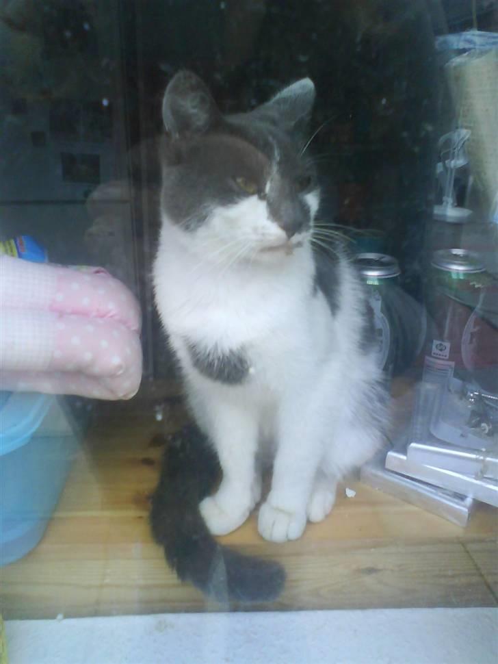 Huskat pjuske ,pjulle hvor er du billede 20