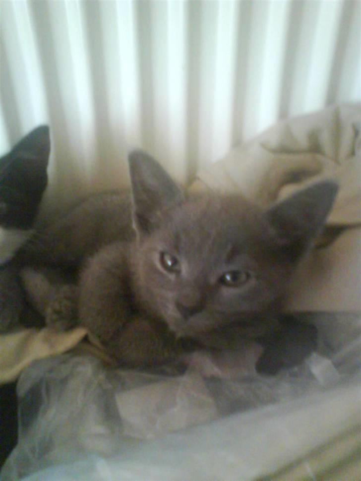 Huskat buller bamse hvor er du  - velkommen til buller bamse profil billede 1