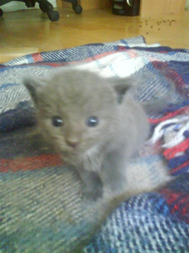 Huskat buller bamse hvor er du  billede 2