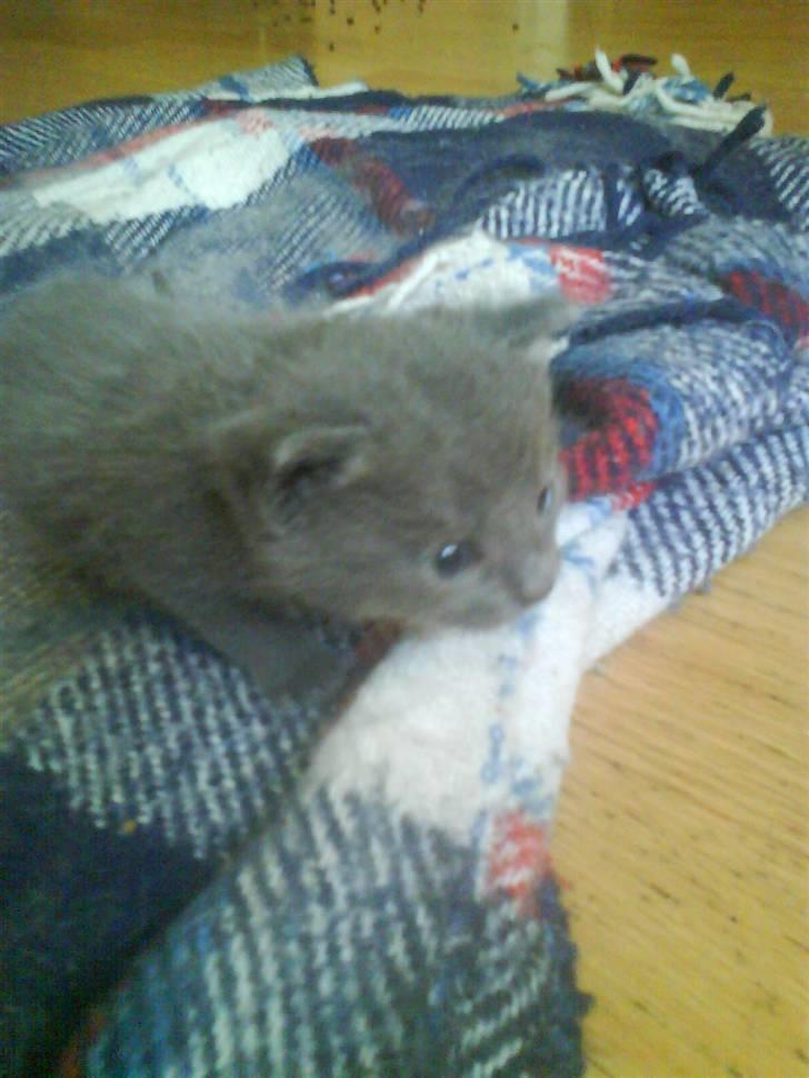 Huskat buller bamse hvor er du  billede 3