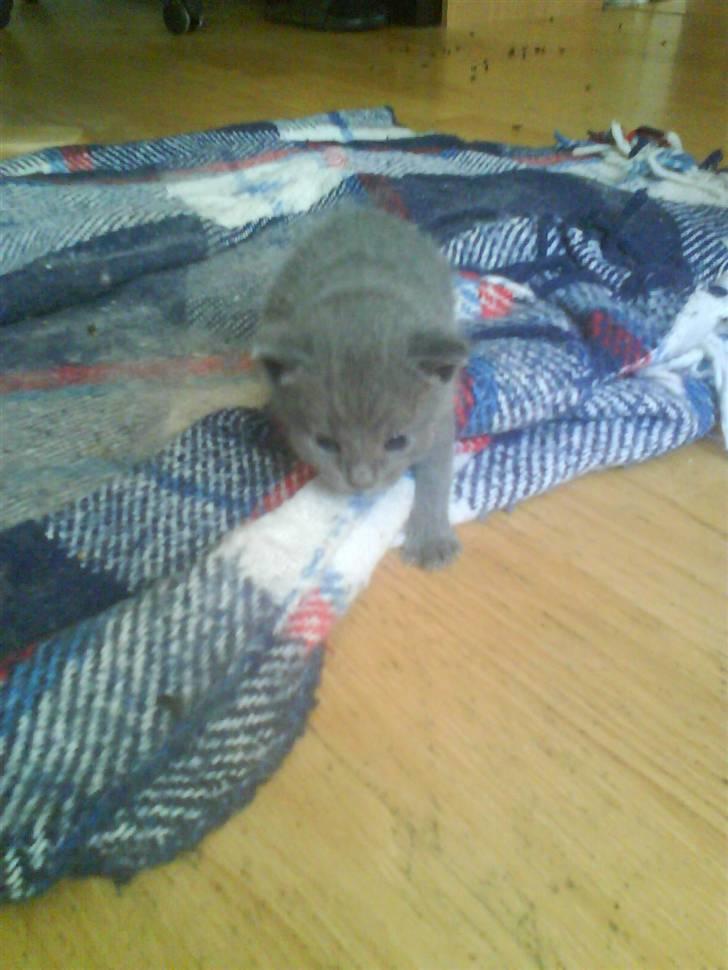 Huskat buller bamse hvor er du  billede 4