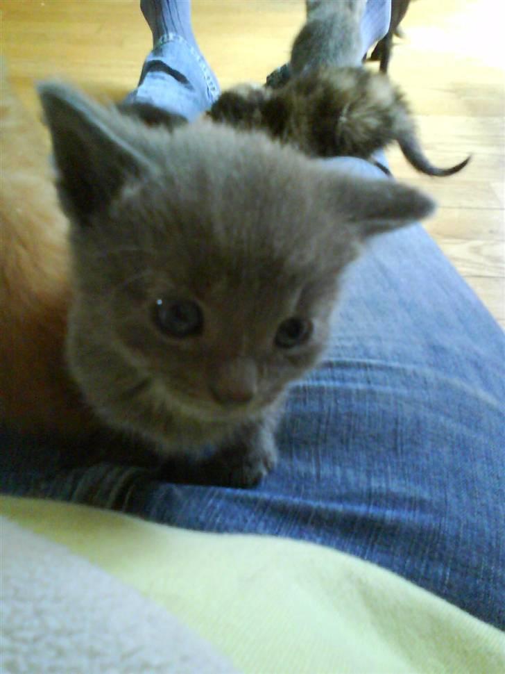 Huskat buller bamse hvor er du  billede 5