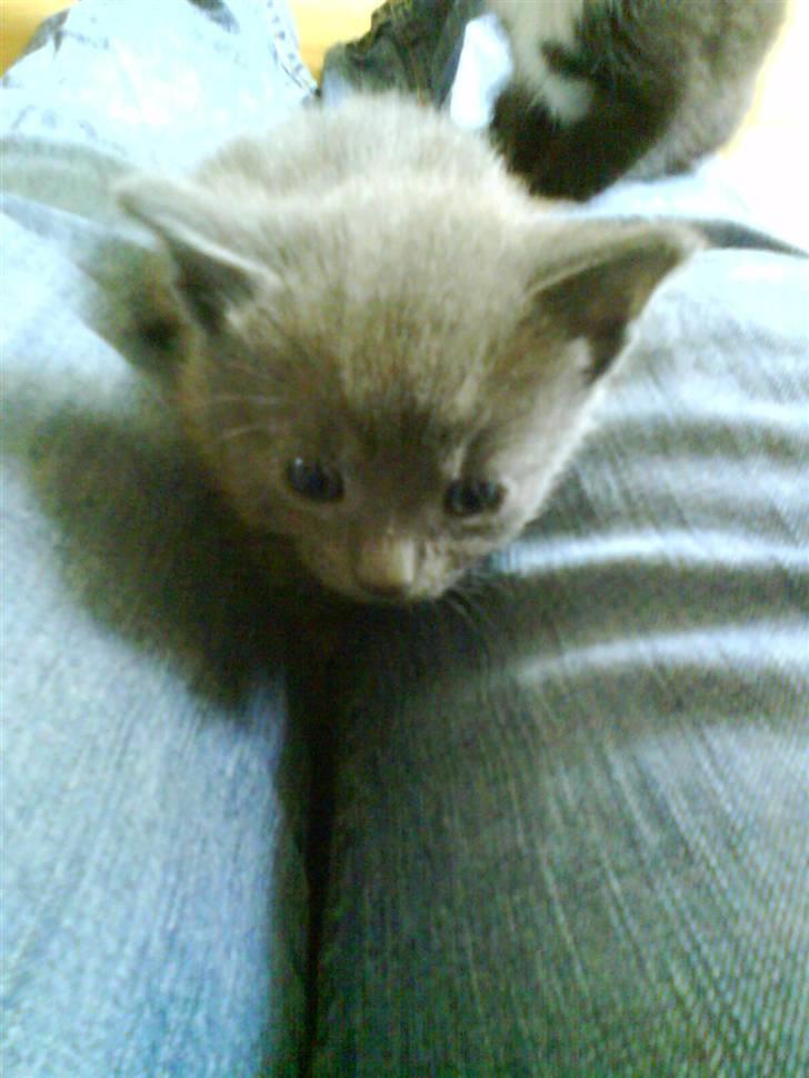 Huskat buller bamse hvor er du  billede 6