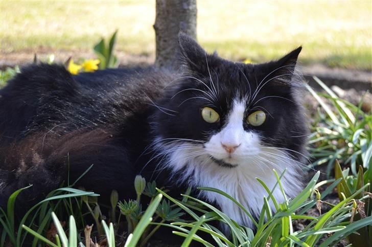 Blanding af racer » Silke <3 - 16) billede 15