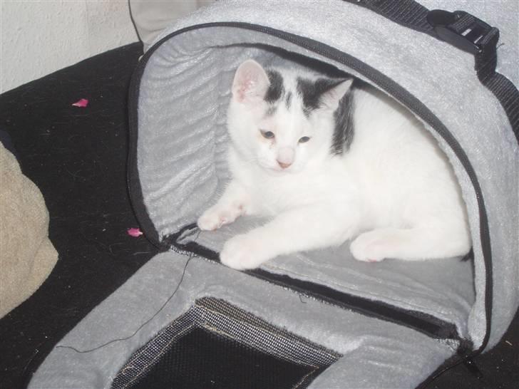 Blanding af racer Mr Dooley - hjemkommet billede 1