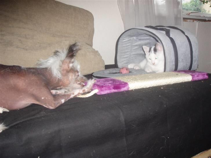 Blanding af racer Mr Dooley - Fregne opfordre til leg, meeen det er stadig for farligt billede 2