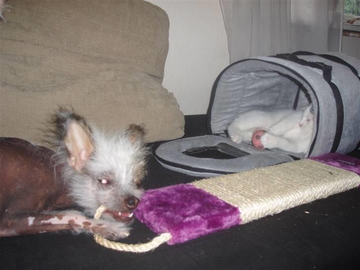 Blanding af racer Mr Dooley billede 3