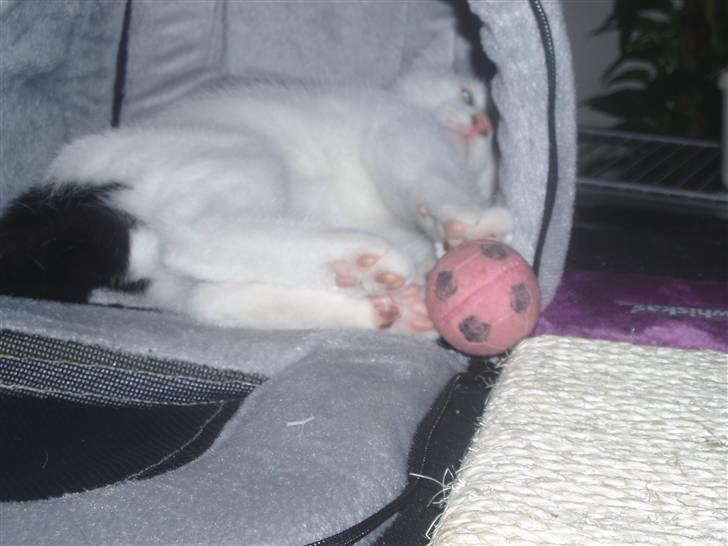 Blanding af racer Mr Dooley billede 4