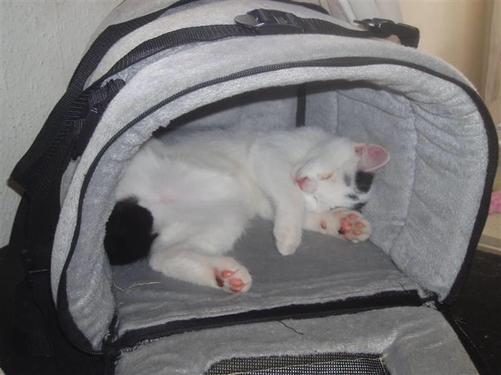 Blanding af racer Mr Dooley - puuuha det kræver en lur billede 5