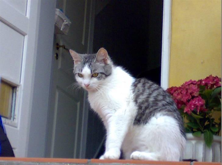 Huskat » Nina †6/05.08† <3 - I Love You<33 billede 13