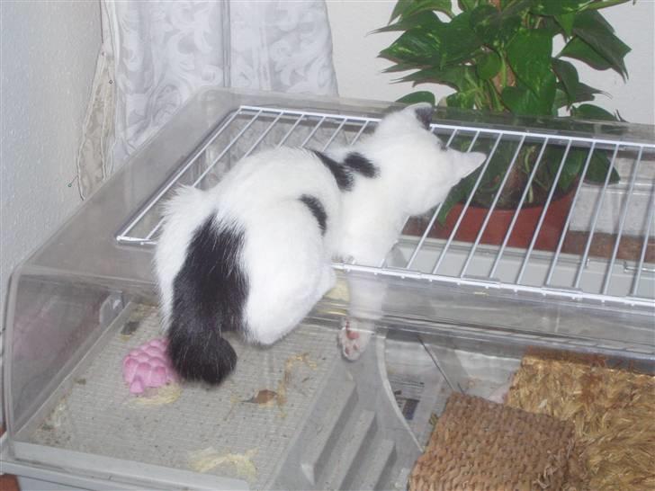 Blanding af racer Mr Dooley - skal også lige hilse på rotterne billede 6