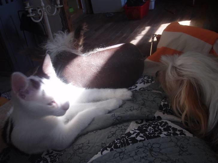 Blanding af racer Mr Dooley - må jeg være en del af flokken? hmmm siger Futte og Fregne billede 7