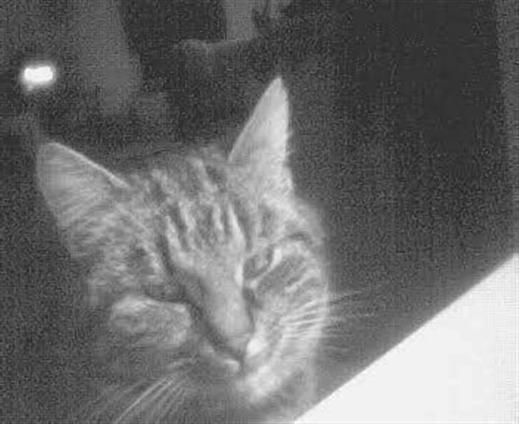 Huskat mis billede 15