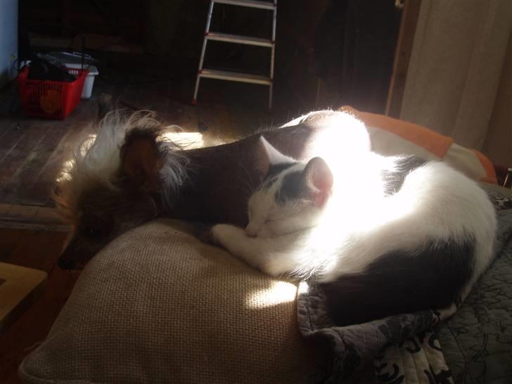 Blanding af racer Mr Dooley - Futte gidder ham ikke, Fregne er nemmere at arbjede med billede 8