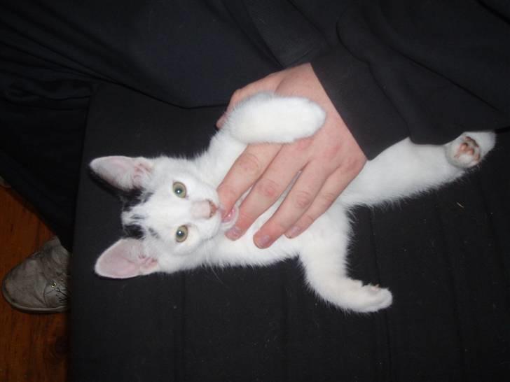 Blanding af racer Mr Dooley - er jeg ikke kær??? ;0) Det syntes min  nye mor og hendes barn billede 9