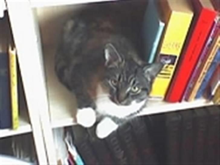 Huskat Bella {R.I.P} billede 1