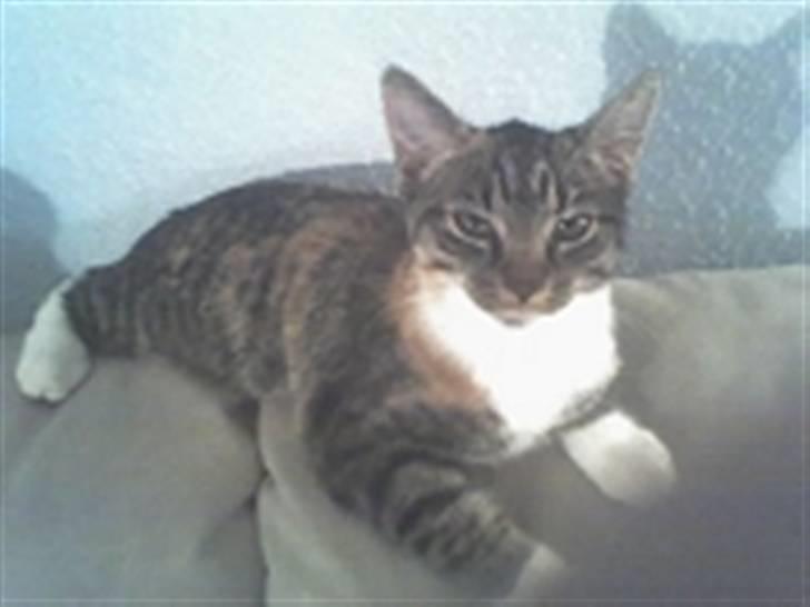 Huskat Bella {R.I.P} billede 2