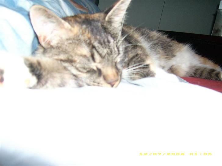 Huskat Bella {R.I.P} billede 3