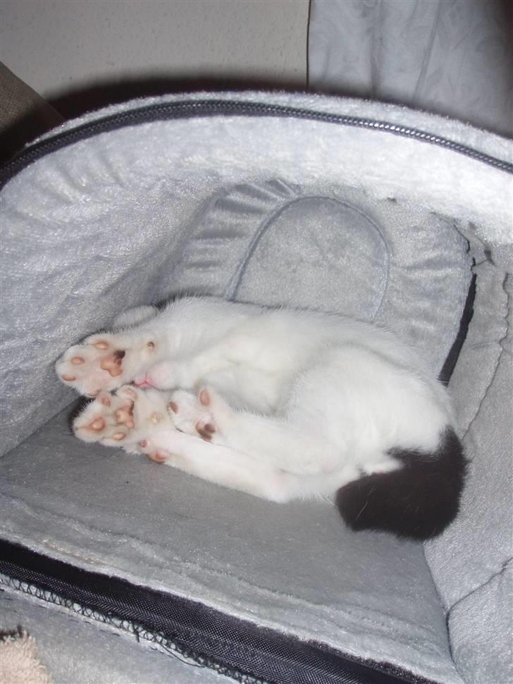 Blanding af racer Mr Dooley - en lille lur mere billede 10