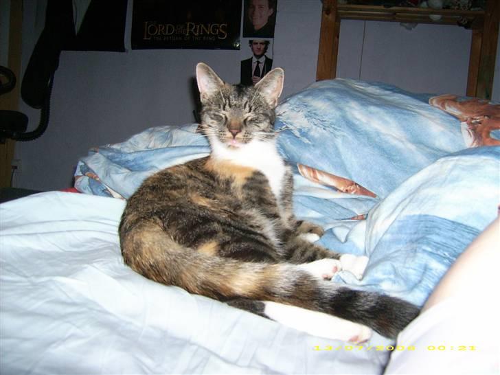 Huskat Bella {R.I.P} billede 4