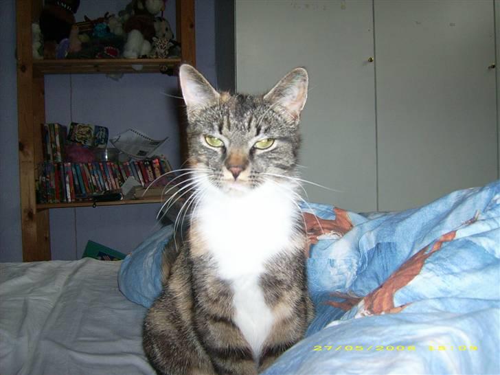 Huskat Bella {R.I.P} billede 5